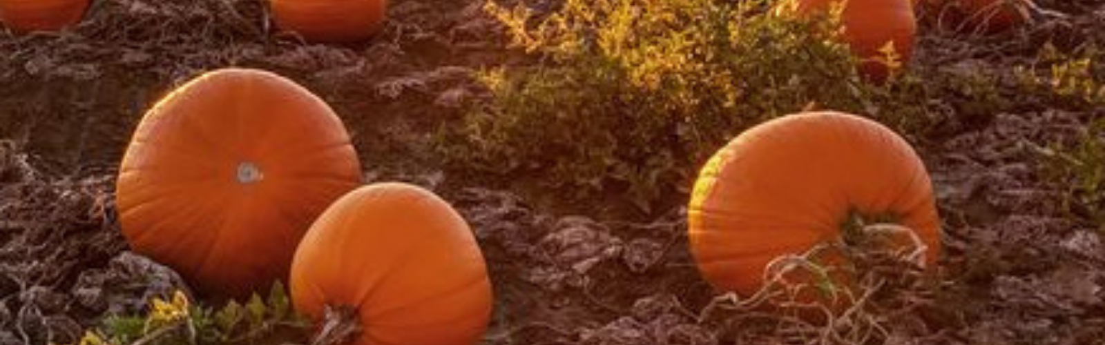 5 Things to do this Halloween