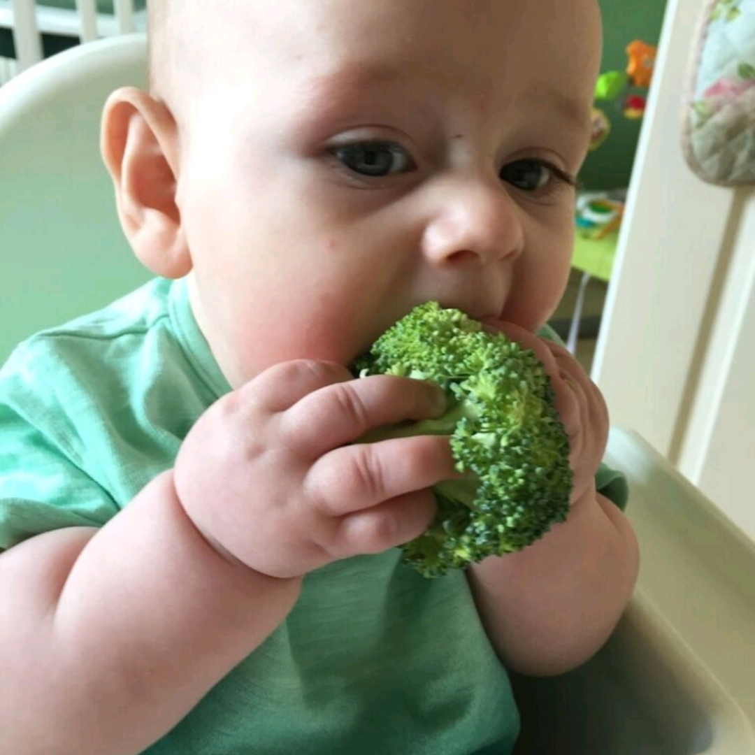 Baby in a green top holding and biting a large piece of broccoli, learning to eat solids.